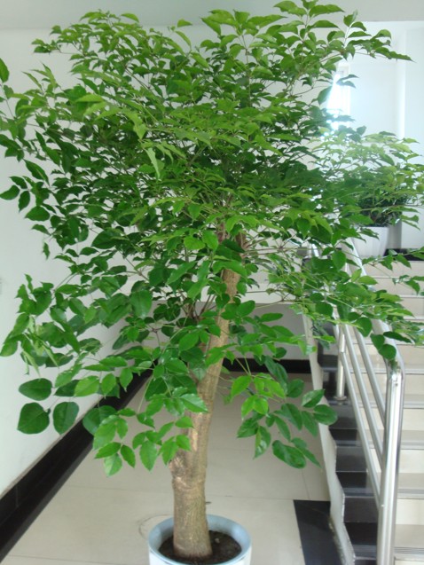 【成都植物租摆】幸福树