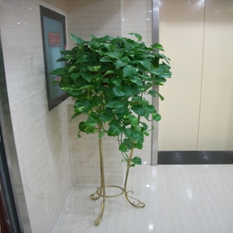 吊绿萝